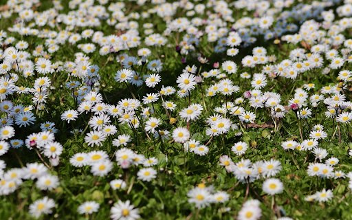 Beautiful white chrysanthemum field from Chrome web store to be run with OffiDocs Chromium online Beautiful white chrysanthemum field from Chrome web store to be run with OffiDocs Chromium online