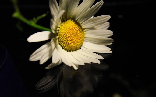 Beautiful White Daisy  from Chrome web store to be run with OffiDocs Chromium online