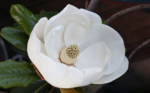 Beautiful white flower  from Chrome web store to be run with OffiDocs Chromium online