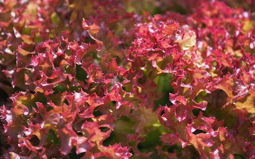 Bed of young kale  from Chrome web store to be run with OffiDocs Chromium online
