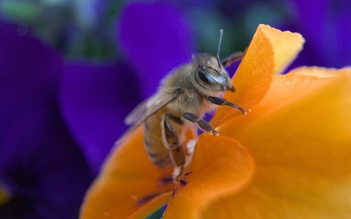 Bee and Yellow Flower  from Chrome web store to be run with OffiDocs Chromium online
