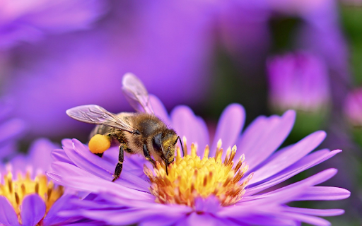 Bee flower petals pollen  from Chrome web store to be run with OffiDocs Chromium online