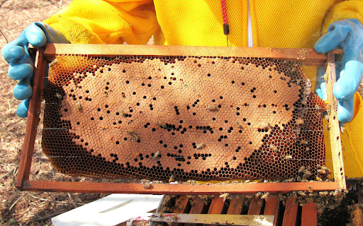 Beekeeping  from Chrome web store to be run with OffiDocs Chromium online