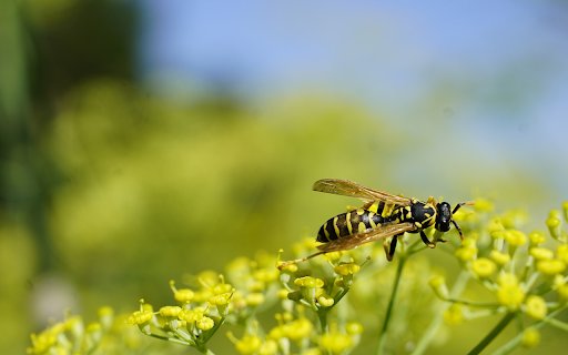 Bee on small yellow flower  from Chrome web store to be run with OffiDocs Chromium online
