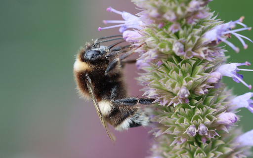 Bees take pollen from Chrome web store to be run with OffiDocs Chromium online Bees take pollen from Chrome web store to be run with OffiDocs Chromium online