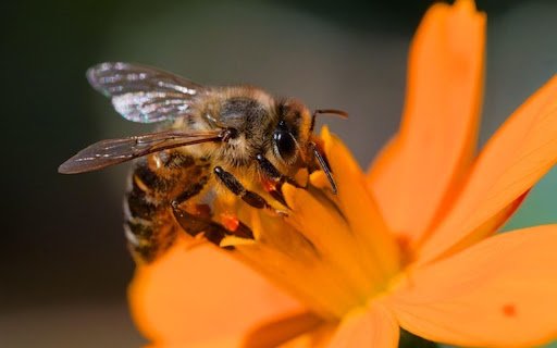 BEE Theme  from Chrome web store to be run with OffiDocs Chromium online