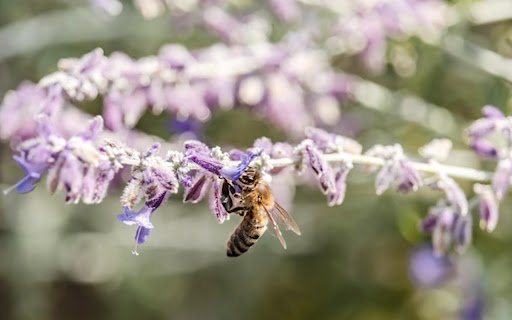 BEE THEME  from Chrome web store to be run with OffiDocs Chromium online