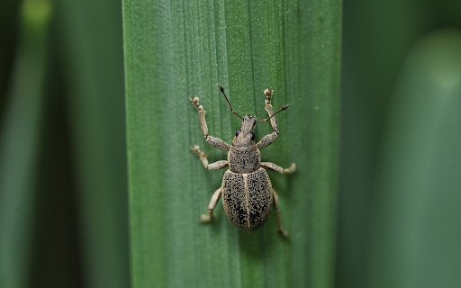 Beetle  from Chrome web store to be run with OffiDocs Chromium online
