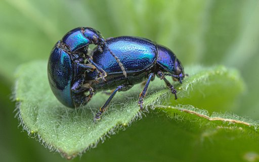 Beetles on a leaf  from Chrome web store to be run with OffiDocs Chromium online
