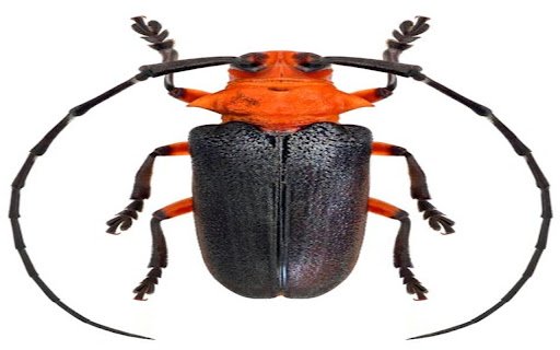 beetle wallpaper  from Chrome web store to be run with OffiDocs Chromium online