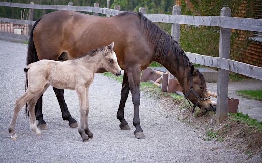 Beige foal  from Chrome web store to be run with OffiDocs Chromium online