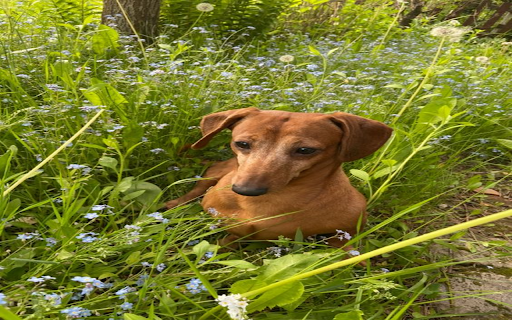 Belarusian Dog Wallpaper  from Chrome web store to be run with OffiDocs Chromium online