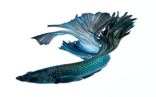 betta fish wallpaper  from Chrome web store to be run with OffiDocs Chromium online