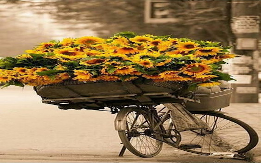 Bicycle carrying sunflowers wallpaper  from Chrome web store to be run with OffiDocs Chromium online