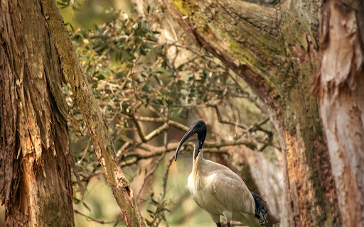 Big black billed bird from Chrome web store to be run with OffiDocs Chromium online Big black billed bird from Chrome web store to be run with OffiDocs Chromium online