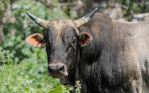 Big Black Bull  from Chrome web store to be run with OffiDocs Chromium online