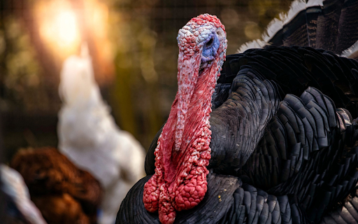 Big black pheasant from Chrome web store to be run with OffiDocs Chromium online Big black pheasant from Chrome web store to be run with OffiDocs Chromium online