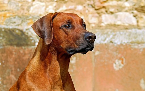 Big dog  from Chrome web store to be run with OffiDocs Chromium online