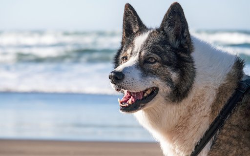 Big dog  from Chrome web store to be run with OffiDocs Chromium online