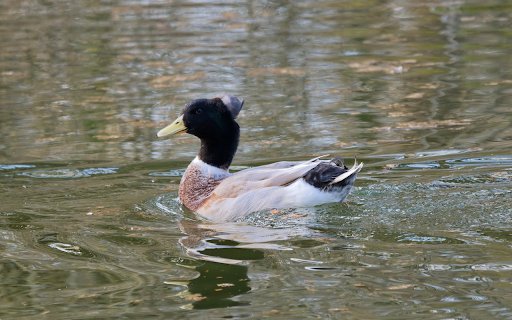 Big Duck  from Chrome web store to be run with OffiDocs Chromium online
