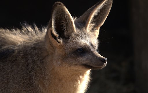 Big Eared Fox  from Chrome web store to be run with OffiDocs Chromium online