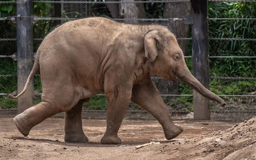 Big elephant in the reserve  from Chrome web store to be run with OffiDocs Chromium online
