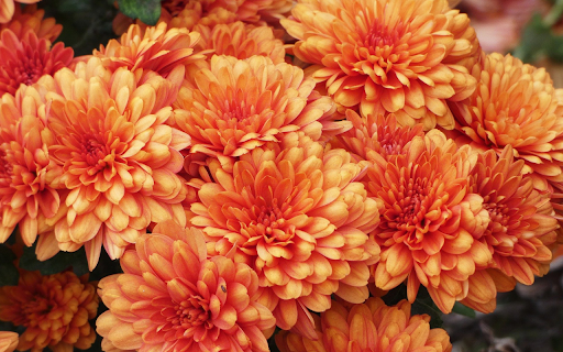 Big flowers  from Chrome web store to be run with OffiDocs Chromium online