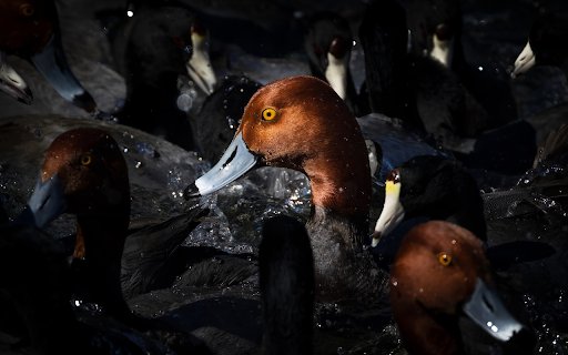 Big Head Ducks from Chrome web store to be run with OffiDocs Chromium online Big Head Ducks from Chrome web store to be run with OffiDocs Chromium online