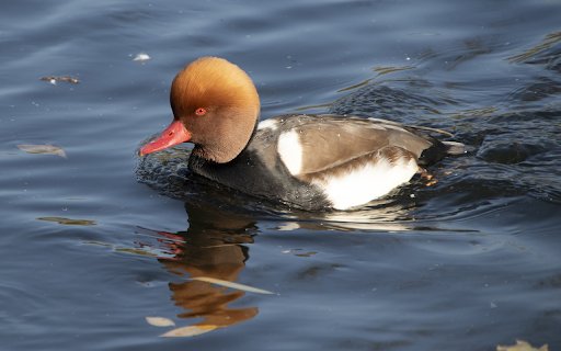 Big headed duck  from Chrome web store to be run with OffiDocs Chromium online