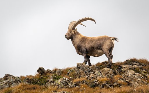 Big horned goat from Chrome web store to be run with OffiDocs Chromium online Big horned goat from Chrome web store to be run with OffiDocs Chromium online