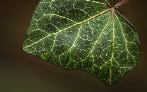 Big leaf from Chrome web store to be run with OffiDocs Chromium online Big leaf from Chrome web store to be run with OffiDocs Chromium online