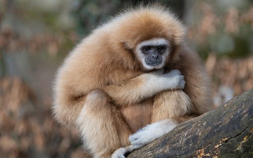 Big monkey  from Chrome web store to be run with OffiDocs Chromium online