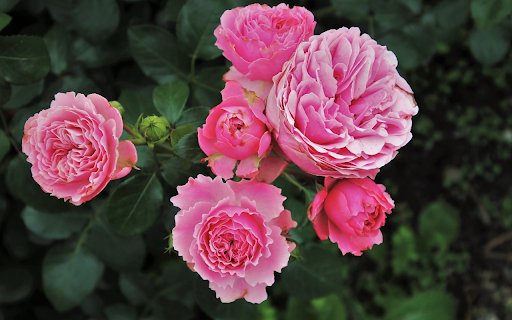 Big roses  from Chrome web store to be run with OffiDocs Chromium online