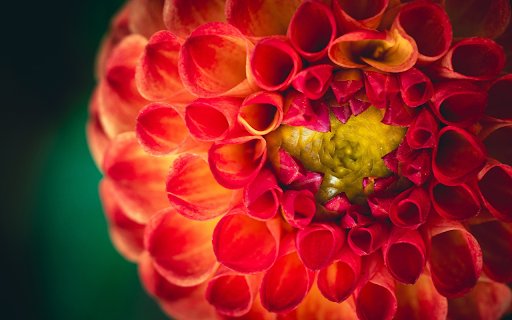Big Round Dahlia  from Chrome web store to be run with OffiDocs Chromium online