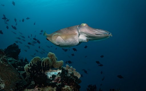 Big round squid fish  from Chrome web store to be run with OffiDocs Chromium online