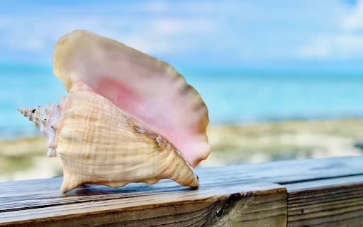 Big snail shell  from Chrome web store to be run with OffiDocs Chromium online