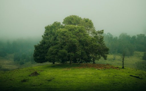 Big Tree on the Hill  from Chrome web store to be run with OffiDocs Chromium online