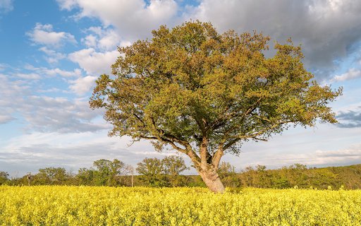 Big tree shading flower field  from Chrome web store to be run with OffiDocs Chromium online