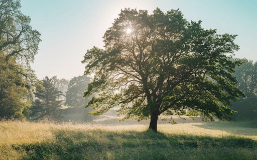 Big trees in the grass field  from Chrome web store to be run with OffiDocs Chromium online
