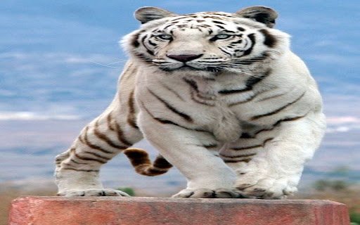 big white tiger wallpaper  from Chrome web store to be run with OffiDocs Chromium online