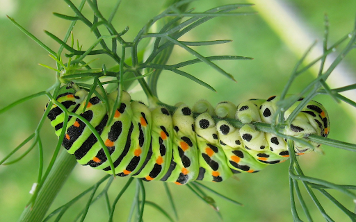 Big worm  from Chrome web store to be run with OffiDocs Chromium online