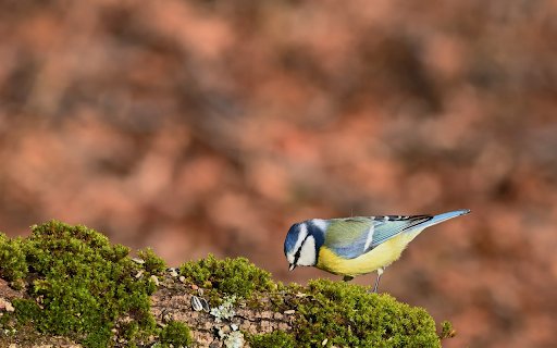 Bird and green moss  from Chrome web store to be run with OffiDocs Chromium online