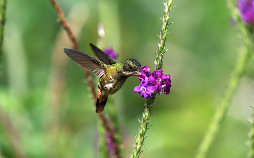 Bird and Purple Flower  from Chrome web store to be run with OffiDocs Chromium online