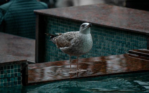 Bird by the pool  from Chrome web store to be run with OffiDocs Chromium online