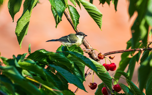 Bird Eating Red Fruit  from Chrome web store to be run with OffiDocs Chromium online
