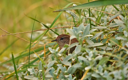 Bird in the bush  from Chrome web store to be run with OffiDocs Chromium online