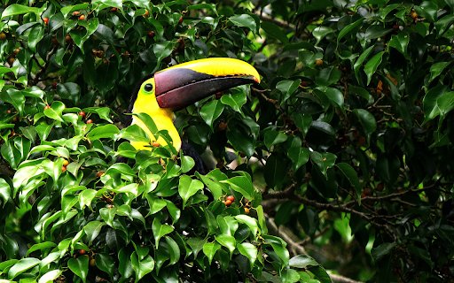 Bird in the grove  from Chrome web store to be run with OffiDocs Chromium online