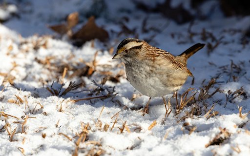 bird in the winter sky  from Chrome web store to be run with OffiDocs Chromium online