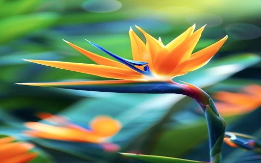 Bird of paradise flower wallpaper  from Chrome web store to be run with OffiDocs Chromium online