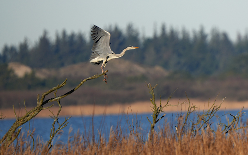 Bird on a dry branch  from Chrome web store to be run with OffiDocs Chromium online